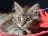 Chatons de race Maine Coon à vendre (3 femelles & 1 mâle)