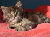 Chatons de race Maine Coon à vendre (3 femelles & 1 mâle)