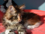 Chatons de race Maine Coon à vendre (3 femelles & 1 mâle)