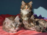 Chatons de race Maine Coon à vendre (3 femelles & 1 mâle)