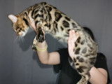 &Agrave; saillir : un chat Bengal m&acirc;le LOOF de 2 ans marron &agrave; rosettes