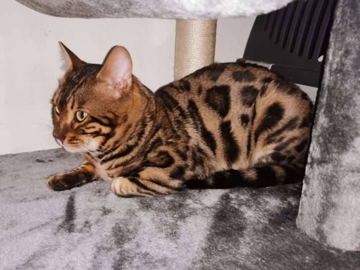 A Saillir Un Chat Bengal Male Loof De 2 Ans Marron A Rosettes Petite Annonce Chat