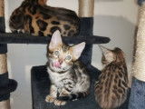 &Agrave; saillir : un chat Bengal m&acirc;le LOOF de 2 ans marron &agrave; rosettes