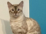 De race Bengal disponible pour saillie