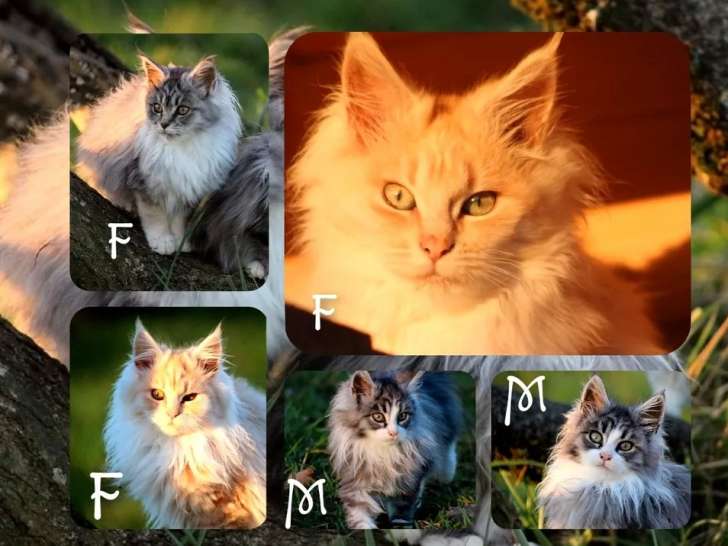 5 chatons Maine Coons LOOF en attente d’adoption