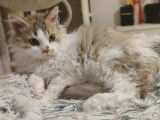 À vendre un chaton mâle Selkirk Rex à poil long chocolat tabby et blanc LOOF