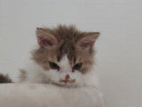 À vendre un chaton mâle Selkirk Rex à poil long chocolat tabby et blanc LOOF
