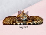 Chaton toyger Toysart