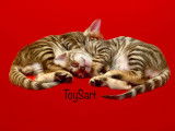 Chaton toyger Toysart