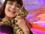 Chaton toyger Toysart