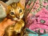 Chaton toyger Toysart
