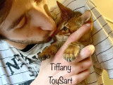 Chaton toyger Toysart