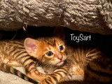 Chaton toyger Toysart