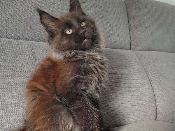 Chatonne Maine Coon Marron Tachetee A Vendre Loof Petite Annonce Chat