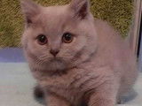 À vendre : 3 chatons British Shorthair LOOF