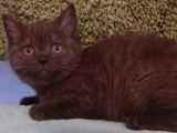 À vendre : 3 chatons British Shorthair LOOF