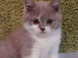 À vendre : 3 chatons British Shorthair LOOF