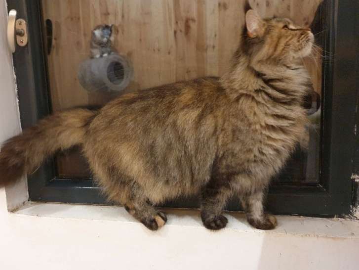 Disponible à l’achat : une chatte LOOF Maine Coon marron de 3 ans.