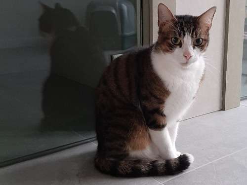 Craquant chat adulte mâle type Européen non LOOF cherche un foyer chaleureux