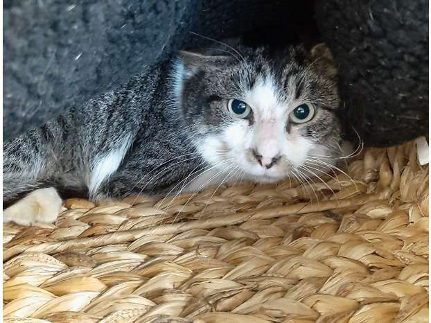 Timide chat adulte mâle type Européen non LOOF cherche un maître patient