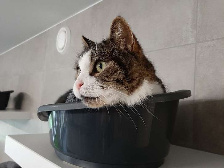 Adorable chat adulte type Européen non LOOF cherche famille à aimer