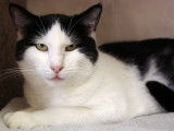 Majestueux chat adulte type Européen non LOOF cherche la tranquillité auprès d’un humain patient