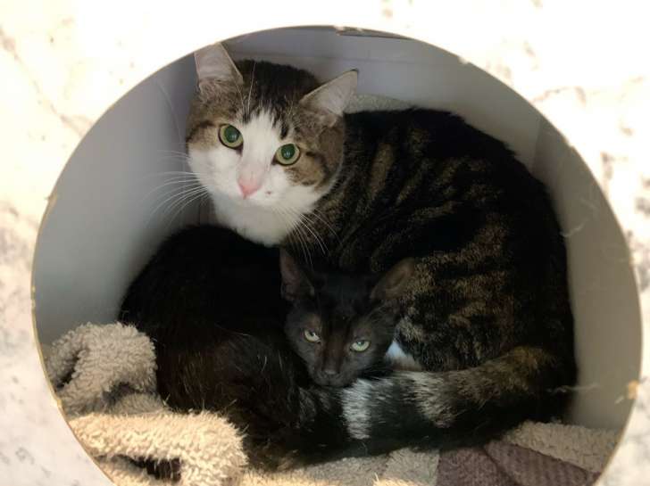 Ravissant chat mâle adulte type Européen non LOOF en quête d’une panière tranquille