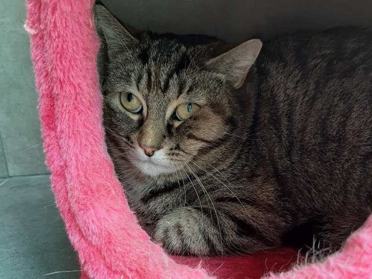 Timide chatte adulte type Européen non LOOF en quête d’un panier tranquille