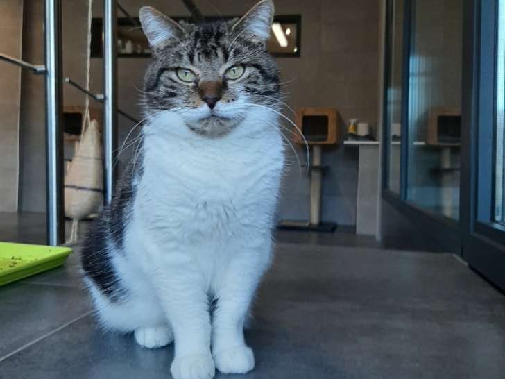 Fascinante chatte adulte type Européen non LOOF rêve d’un foyer serein