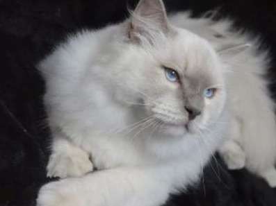 À vendre, 1 chaton Ragdoll LOOF mâle blanc lilac