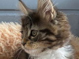 1 chaton Maine Coon femelle &agrave; vendre, marbr&eacute; et blanc LOOF 