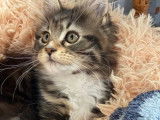 1 chaton Maine Coon femelle &agrave; vendre, marbr&eacute; et blanc LOOF 