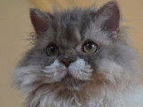 Vente d’un chat Selkirk Rex adulte de 2 ans, mâle bleu marbré et blanc LOF