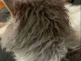 Vente d’un chat Selkirk Rex adulte de 2 ans, mâle bleu marbré et blanc LOF