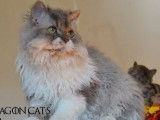 Vente d’un chat Selkirk Rex adulte de 2 ans, mâle bleu marbré et blanc LOF