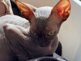 Chaton Sphynx &agrave; vendre