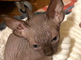 Chaton Sphynx &agrave; vendre