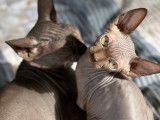 Chaton Sphynx &agrave; vendre
