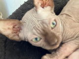 Chaton Sphynx &agrave; vendre