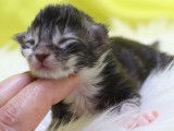 7 chatons Maine Coons LOOF recherchent familles