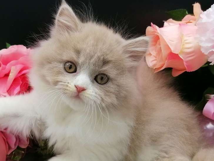 5 chatons British Shorthairs et Longhairs LOOF à placer