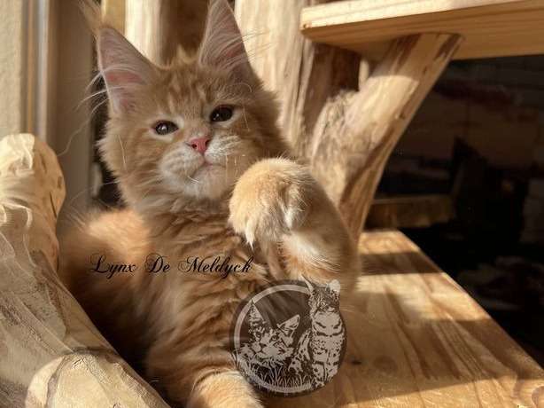 À adopter un chaton Maine Coon red blotched tabby LOOF