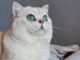 Chat British Shortair mâle adulte LOOF
