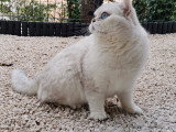 Chat British Shortair mâle adulte LOOF