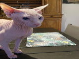 Sphynx disponible pour saillie contre chaton