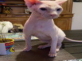Sphynx disponible pour saillie contre chaton