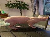 Sphynx disponible pour saillie contre chaton