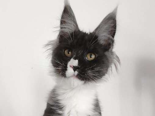 À vendre : un chaton Maine Coon, femelle noire et blanche LOOF