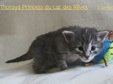Thoraya Princesse 3 sem