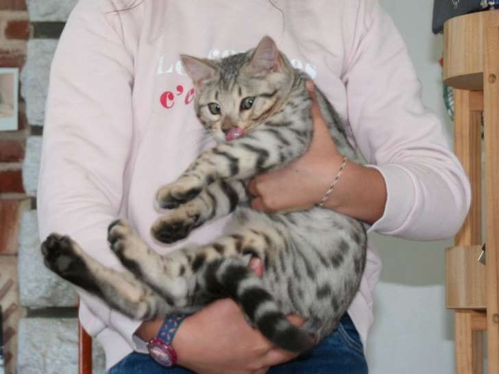 Un chaton mâle Bengal gris tacheté LOOF à vendre